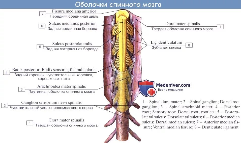 Твердая паутинная и мягкая оболочка спинного мозга. Схему оболочек спинного и головного мозга.. Спинной мозг препарат анатомия. Оболочки спинного мозга схема. Воспаление головного мозга латынь