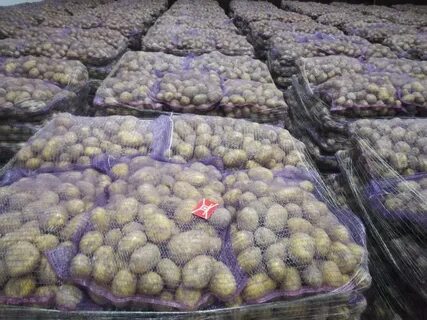 Картофель склад