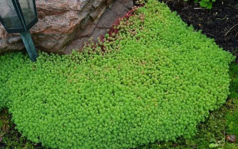 Мшанка шиловидная sagina subulata. Стелется мох. Очиток толстоветвистый - sedum pachyclados. Седум мох почвопокровные. Мшанка шиловидная 'green moss'.