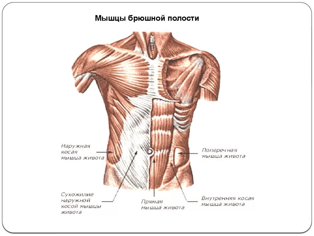 Передняя часть живота. Мышцы брюшной стенки человека анатомия. Передняя брюшная стенка мышцы анатомия. Мышцы передней стенки живота латынь. Мышцы передней стенки брюшной полости анатомия.