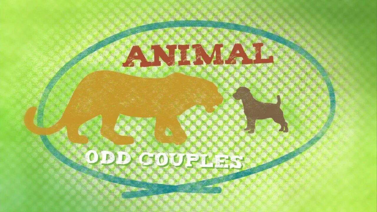 Animal coupling. Bbc animal Planet. Bbc «animal Camera». Тасмания Анимал планет. Animal Planet into the Pride.