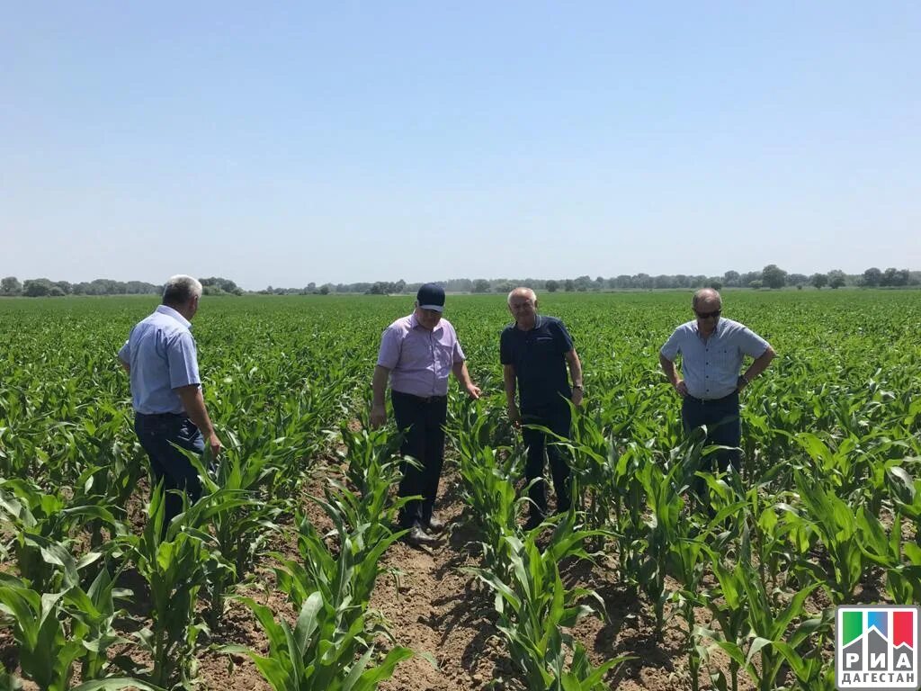 Дагестан плантация плантация. Достижения садоводства в дагестане. Экономика дагестана сельское хозяйство. Земледелие в дагестане. Республика дагестан хозяйство.