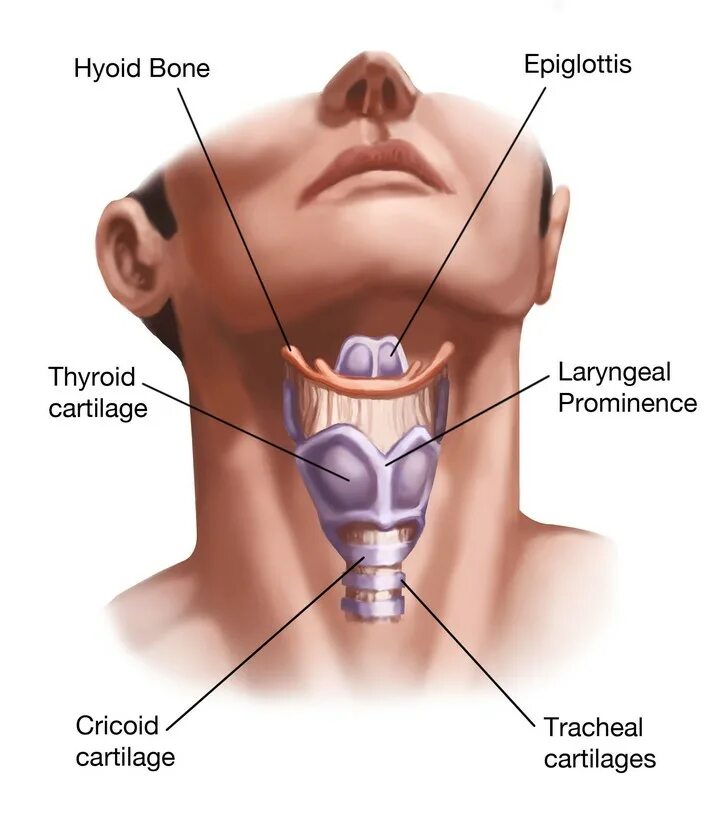 Щитовидный хрящ анатомия. Щитовидный хрящ гортани кадык. Выступ гортани анатомия.