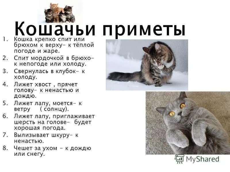 На сколько кот может уйти из дома. Приметы про животных. народные приметы про животных. приметы про котов. кошачьи приметы.