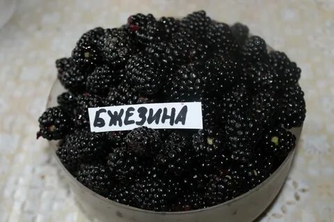 Ежевика бжезина описание характеристик
