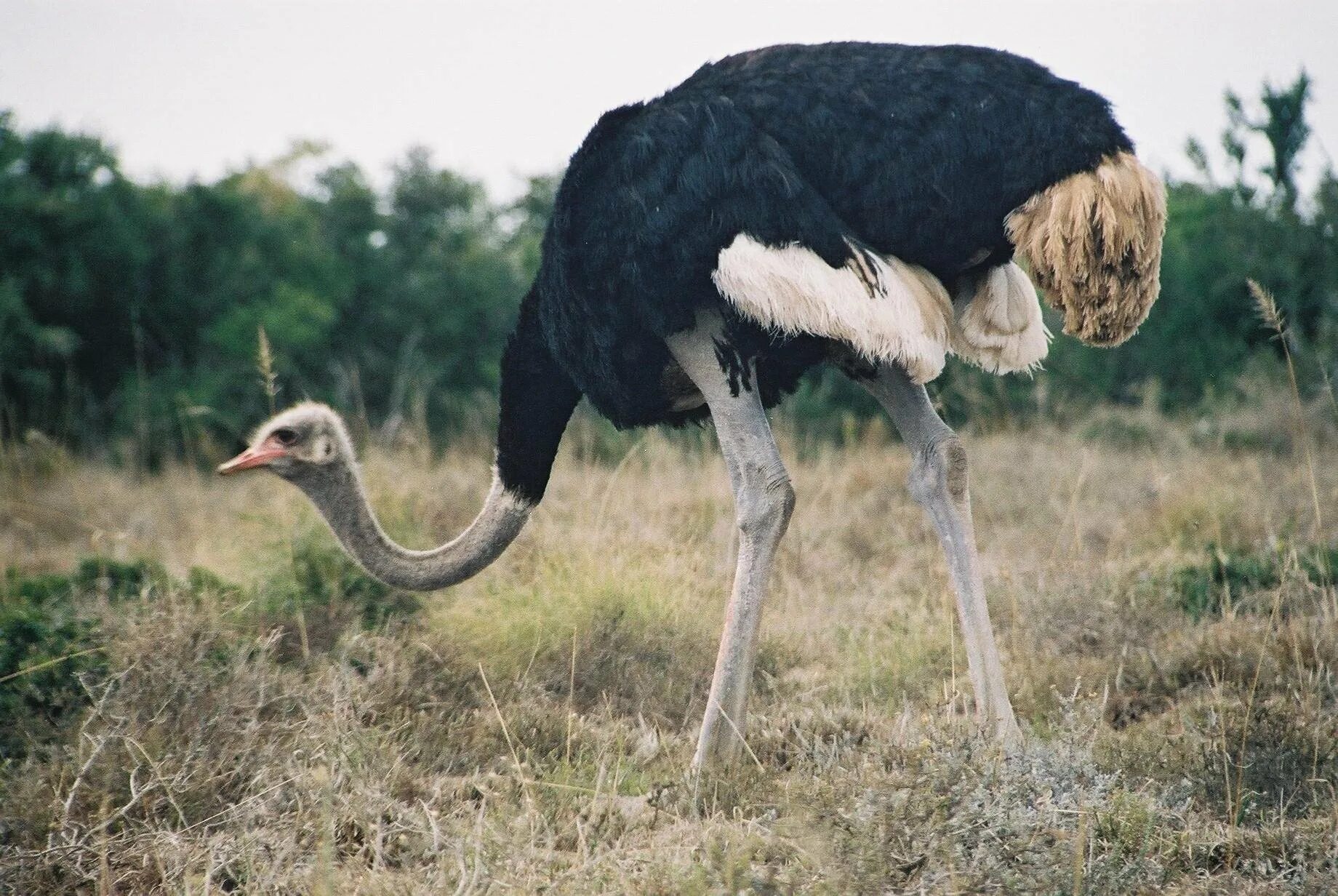 Самая большая птица на земле. Африканский страус. Отряд Страусообразные африканские Страусы. Животные Африки Африканский страус. Африканский страус рост.