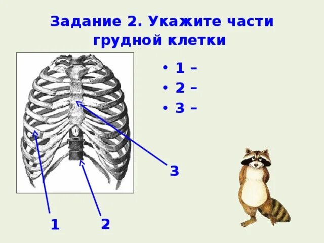 Частью осевого скелета является. Частью осевого скелета является