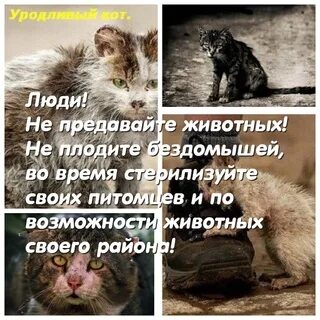 Это был просто уродливый кот впр