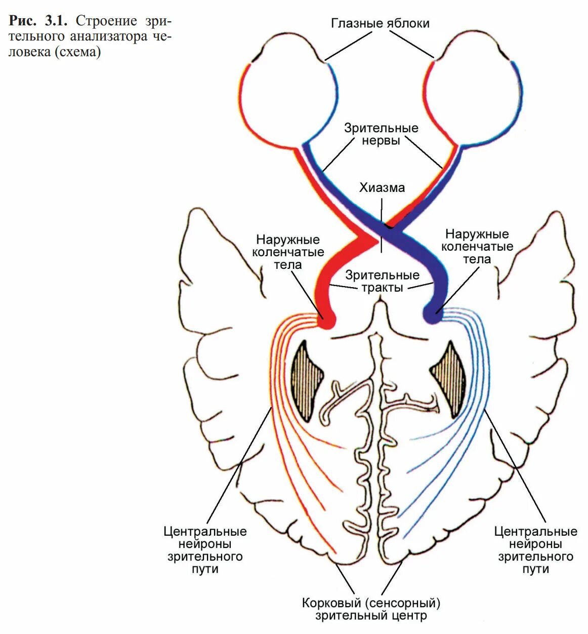 Зрительный нерв в головном мозге. Проводящий путь зрительного анализатора схема анатомия. Зрительный нерв нерв анатомия. Проводящие пути зрительного анализатора рисунок. Схема периферического отдела зрительного анализатора.