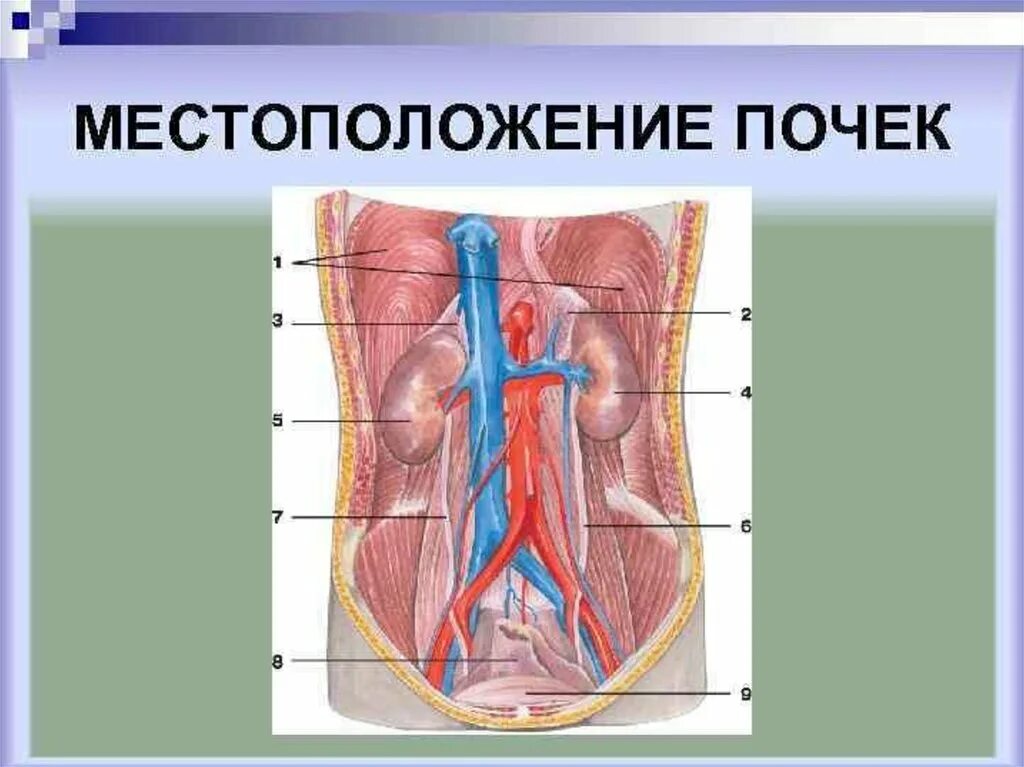 Местоположение почек в организме