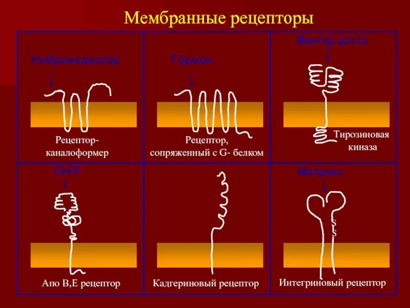 Включи рецептора. Типы мембранных рецепторов. строение мембранного рецептора. мембранные рецепторы механизм клеточного ответа. мембранные рецепторы строение g-белков.
