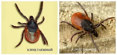 Таежный клещ питание