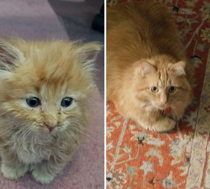 Почему котенок после того как
