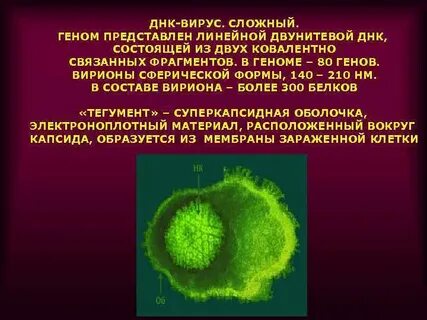 Сложные вирусы