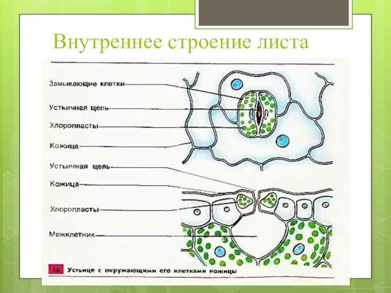 Внутреннее строение листа шестой класс. Схема строения устьиц листа растений. строение устьица 6 класс биология. строение устьица листа биология. устьице листа 6 класс биология.