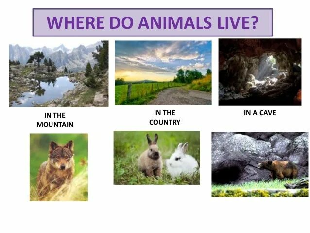 Where do you live на русском. Where do animals live. where do animals live worksheets. where animals live worksheets. where wild animals live.