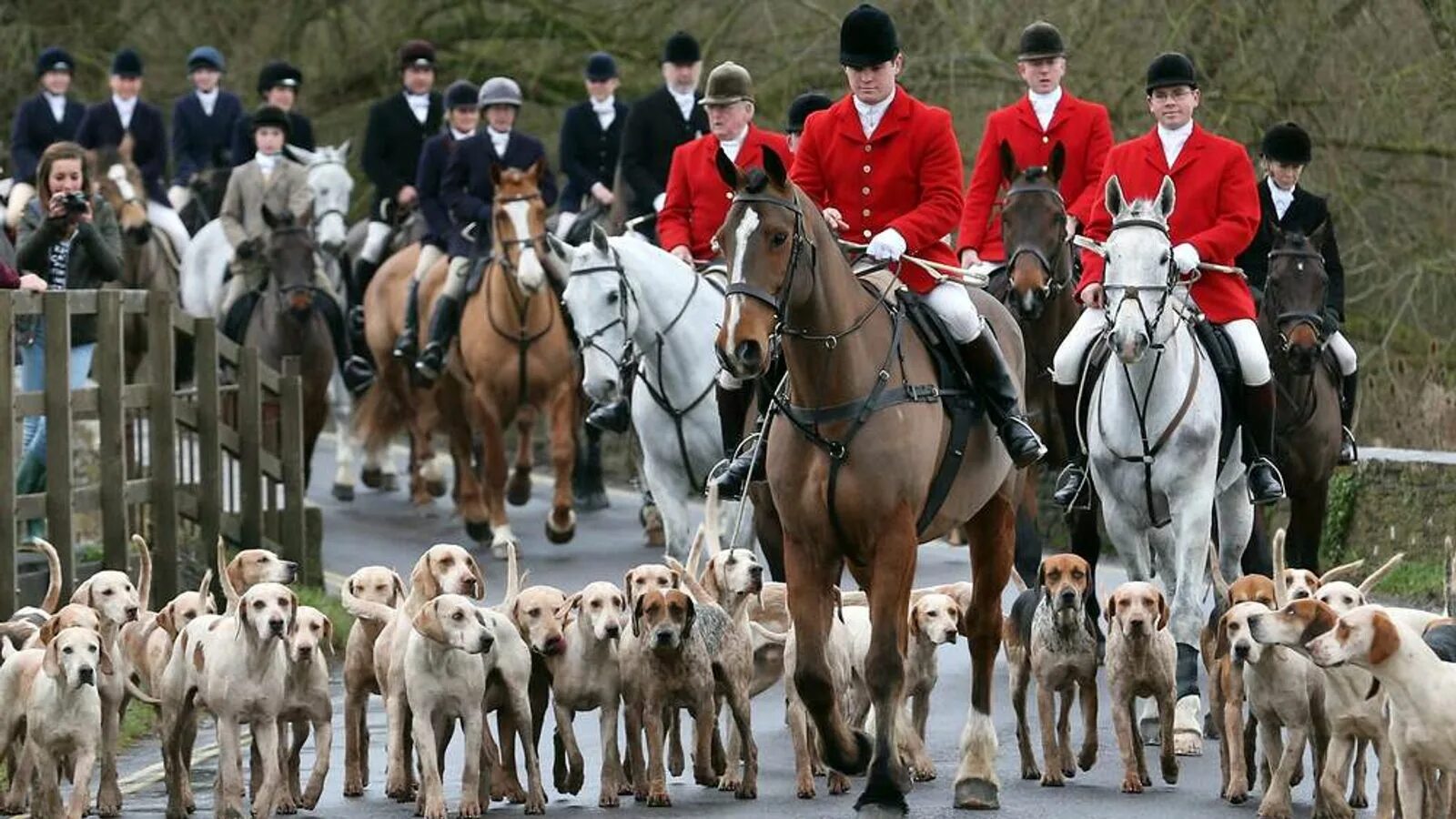 Fox hunting. Фокс Хантинг. Охота на Лис в Великобритании. Королевская охота на Лис в Англии. Охота аристократов в Англии.