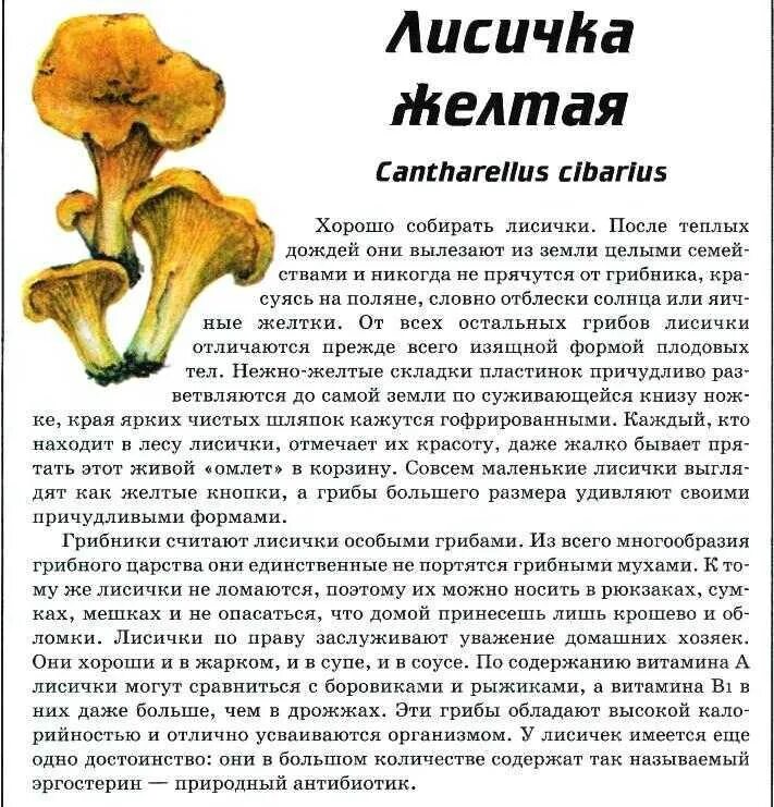 Сообщение о лисичках. Сообщение о лисичках