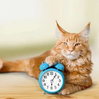 Тайм кот