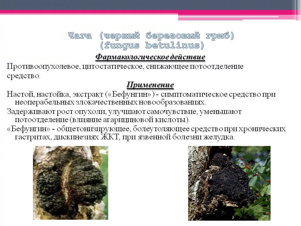 Лечение и противопоказания чагой. Чага березовый гриб полезные. Целебное свойство гриба чага. Чага березовый гриб противопоказания. Чага Березовая противопоказана.