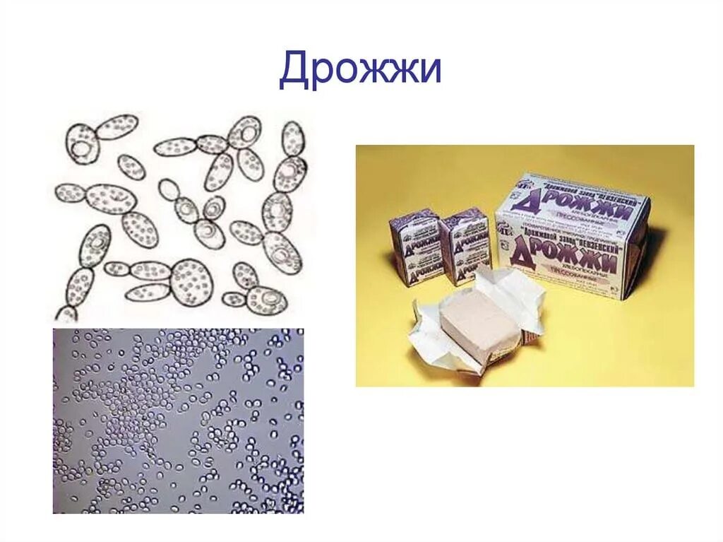 Почему дрожжи незаменимы в хлебопечении. Дрожжи. дрожжи биология. дрожжи по биологии. дрожжевые грибы биология.