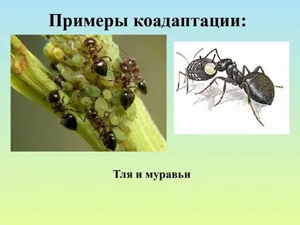 Муравей и тля тип взаимоотношений