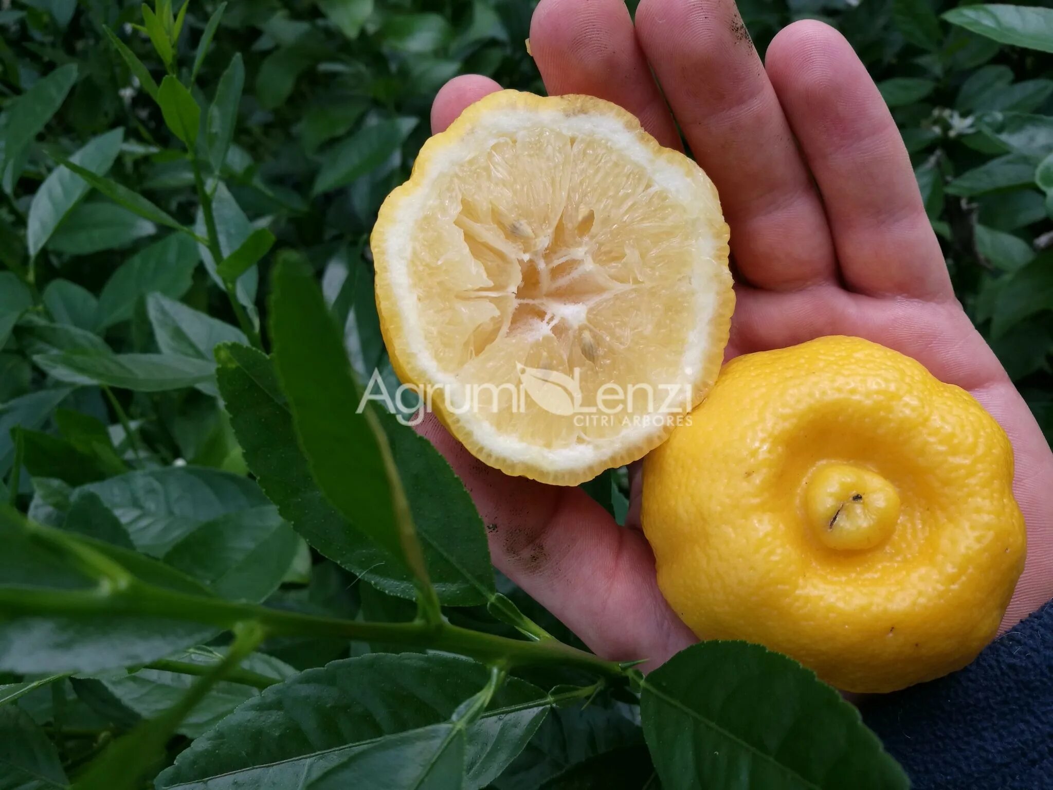 Citrus limetta