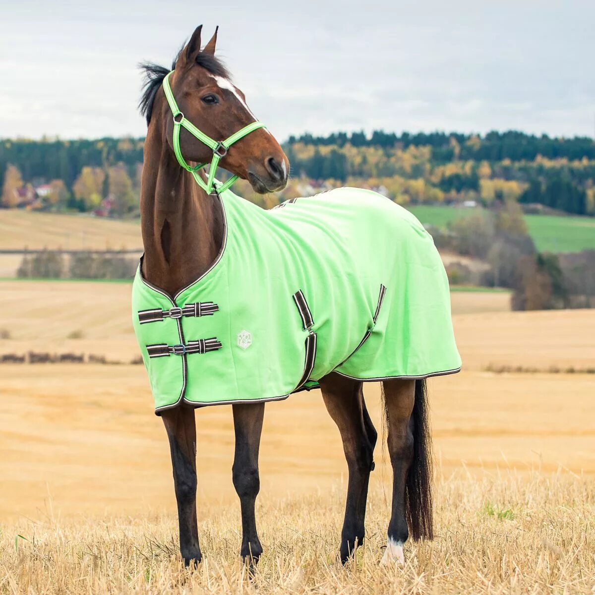 Конь зеленого цвета. Зеленая лошадь. Лошадь зеленого цвета. Лошадь зеленого цвета. Лошадь на зеленом фоне.