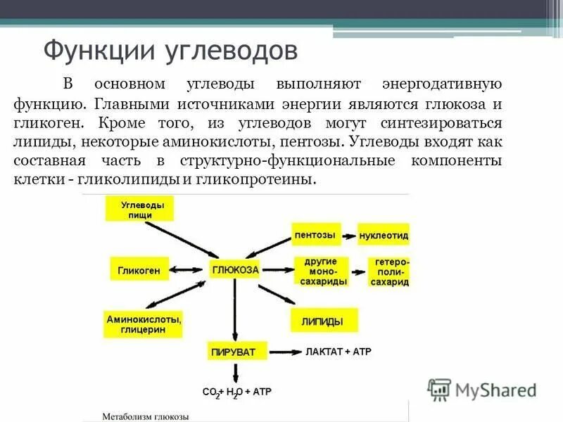 Белки жиры углеводы функции. Функции воды белков жиров углеводов. Функции белков жиров и углеводов в организме человека. Роль органических веществ в клетке. Жиры как и углеводы выполняют функции.