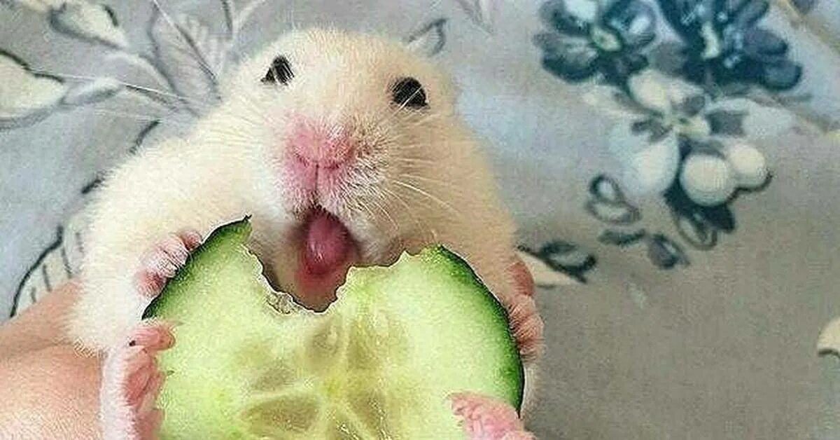 Хомяки едят огурцы. Хомяк с огурцом во рту. Морская свинка и хомяк. Хомяк с огурцом. Хомяк сирийский.