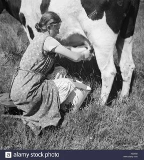 Ein Mdchen beim Melken der Khe im Umland von Bremen, Deutschland 1930er Jah...