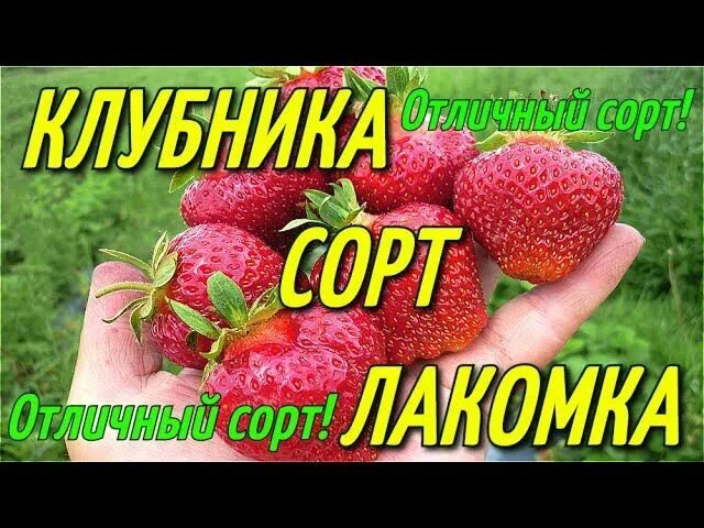 Клубника лакомка описание сорта фото отзывы садоводов Купить Земляника садовая Лакомка Земляника GardenPlants