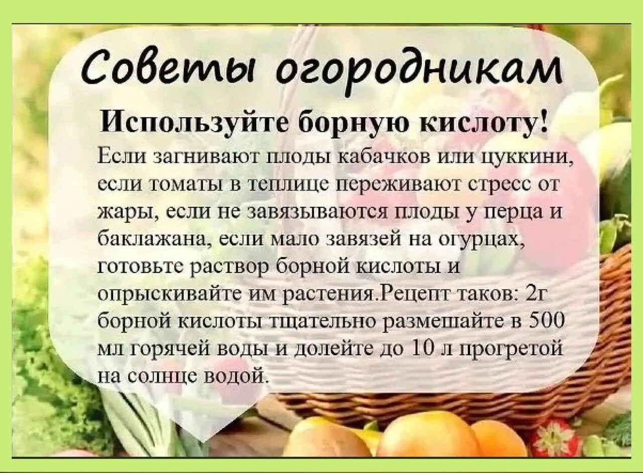 Все про огород и дачу полезные. Полезные советы для садоводов. советы для дачников и огородников. полезные советы для огородников. советы садоводам и огородникам.