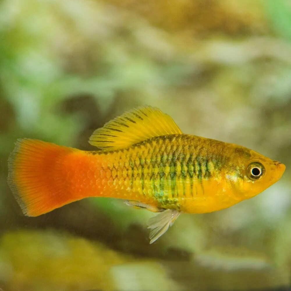 Platy