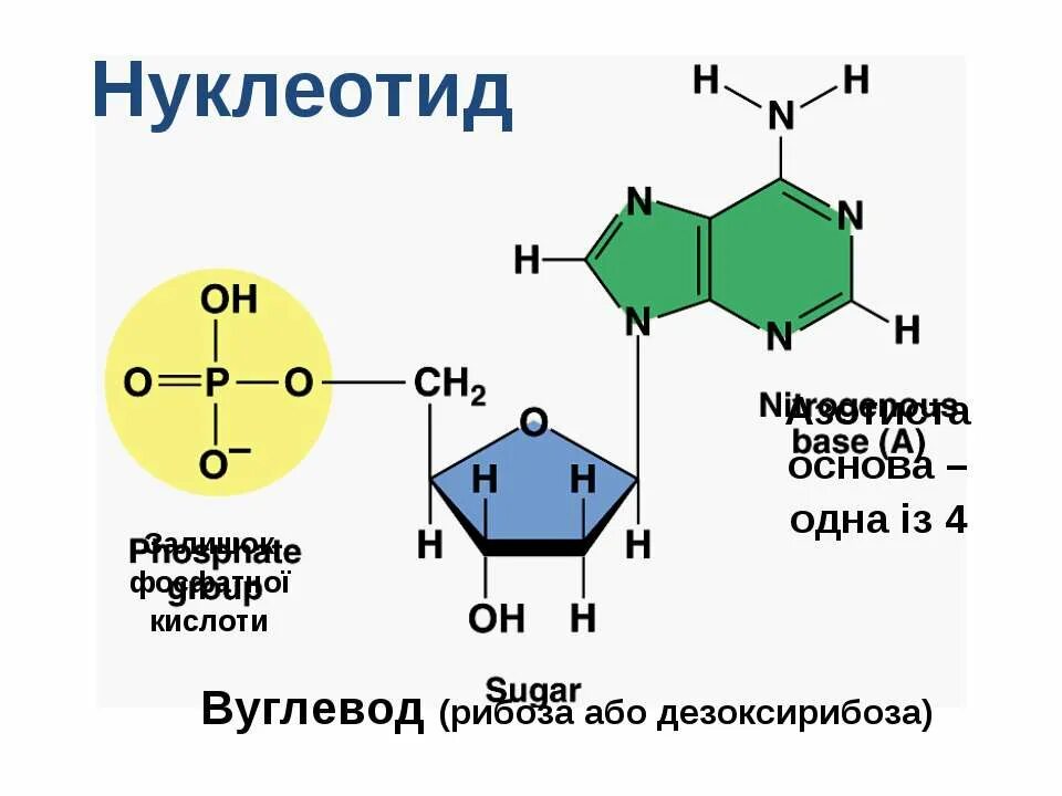 Формулы нуклеотидов. Строение нуклеотида азотистое основание. Строение нуклеотидов Тимин. Строение нуклеотида формула. Строение нуклеотида таблица.