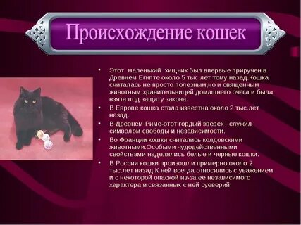 Где была одомашнена кошка
