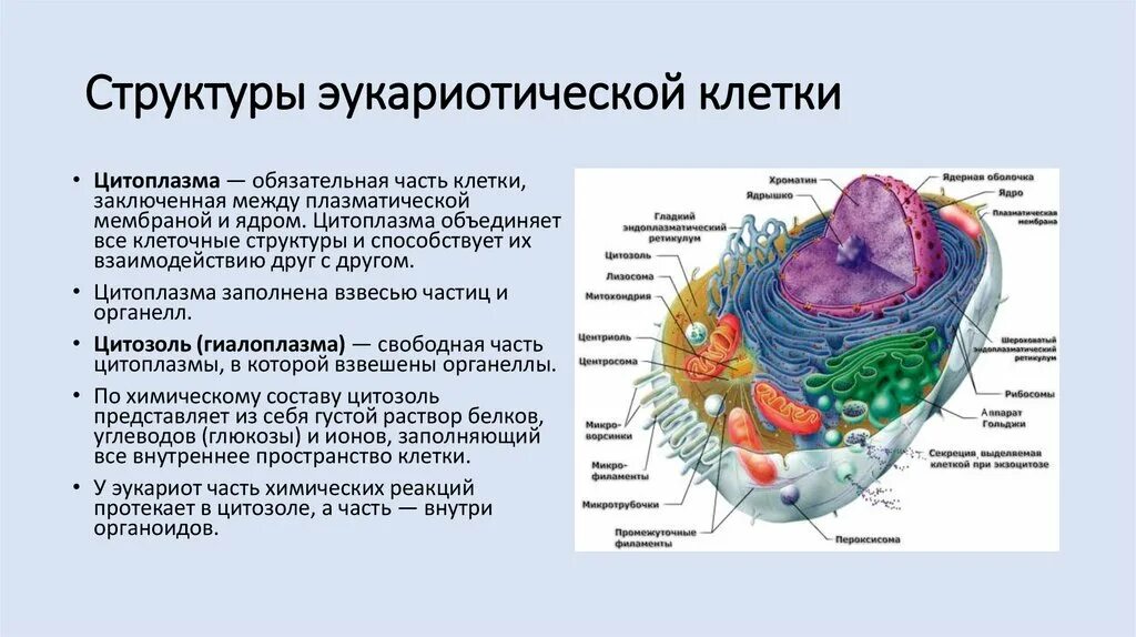 9. Строение эукариотической клетки.. Эукариоты, структурная организация эукариотической клетки. Ядро эукариотической клетки строение и функции кратко. Характеристика эукариотической клетки кратко. Органоидами клетки эукариотической являются