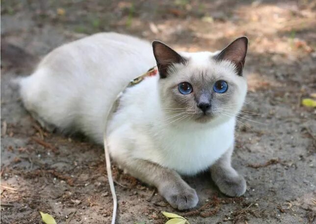 7 Mysteriously Beautiful Siamese Cats and Kittens Siamese cats, Siamese cats fac