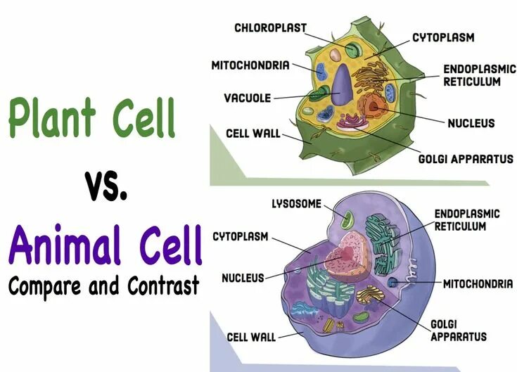 V cells c. Animal and plant cells. mitochondria in plant cell. plant cell animal cell mitochondria. comparing of mitochondria and chloroplast.