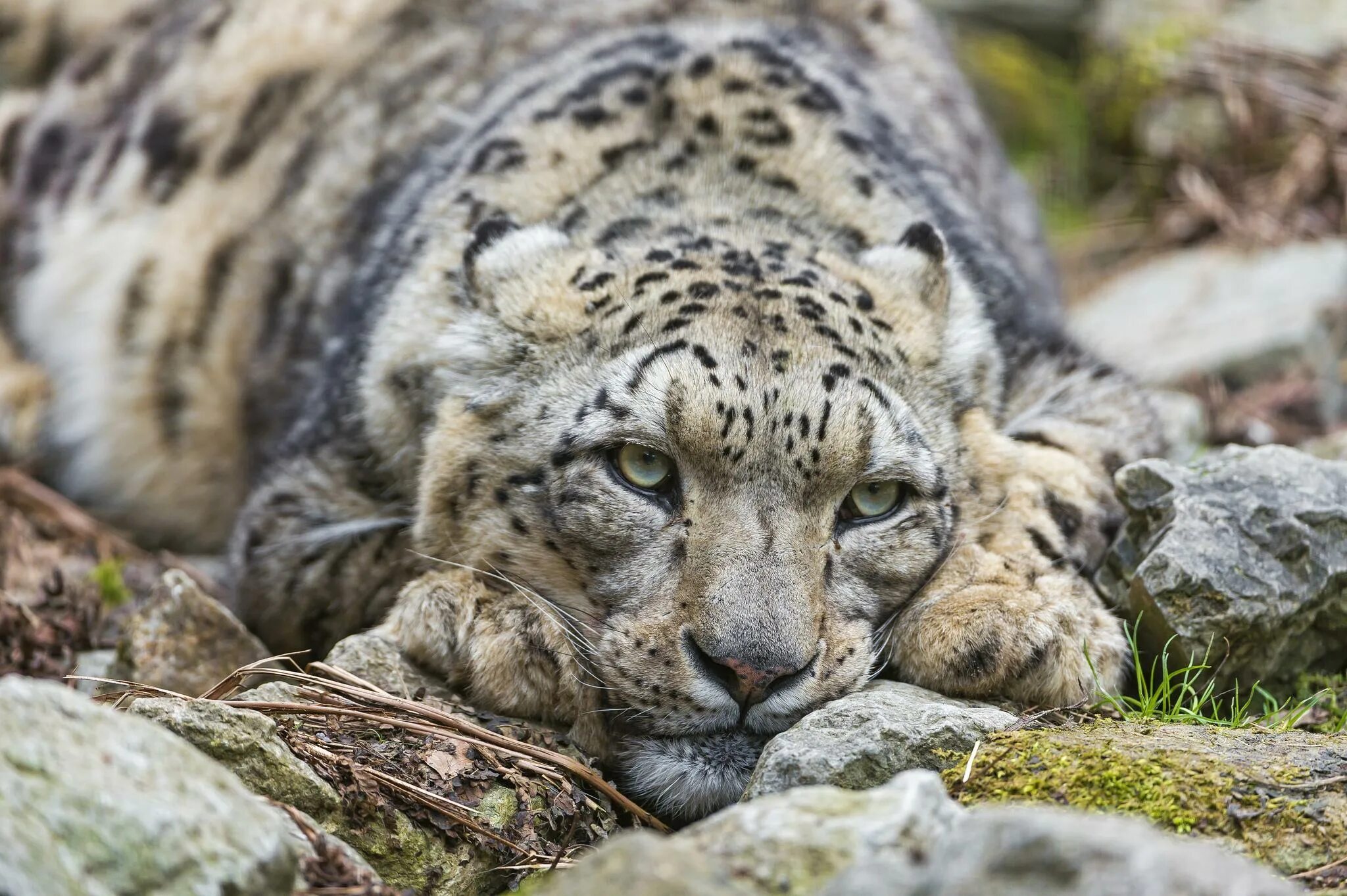 Snow leopard 2
