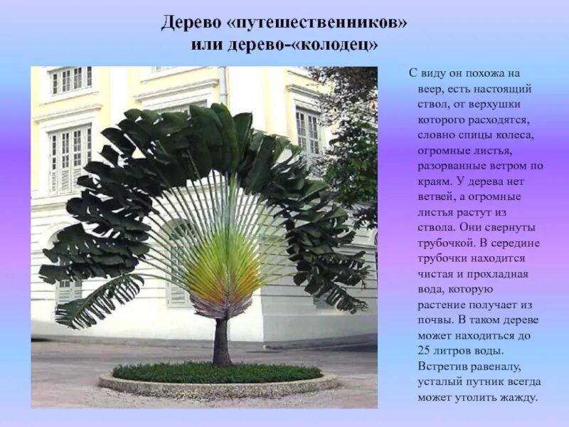Презентация мир деревьев. Доклад о необычном дереве. необычные деревья описание. необычные деревья презентация. необычные деревья презентация для детей.