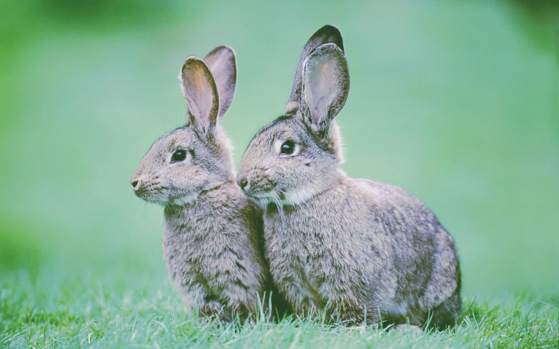 Animals rabbit. Два зайца. Кролики. Заяц и зайчиха. Заяц с зайчонком.