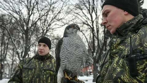 Птицы сторожа