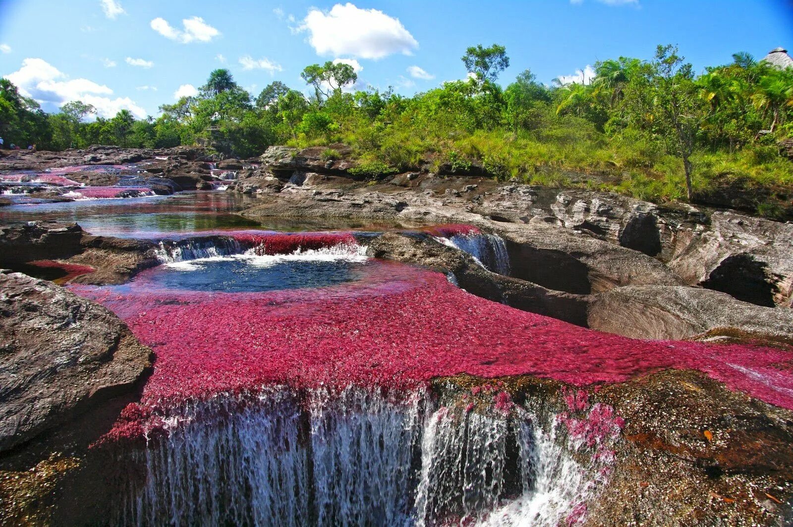 Уникальные реки. Река Каньо Кристалес. Каньо-Кристалес Колумбия. «Цветная» Каньо Кристалес, Колумбия. Река Кристалес Колумбия.