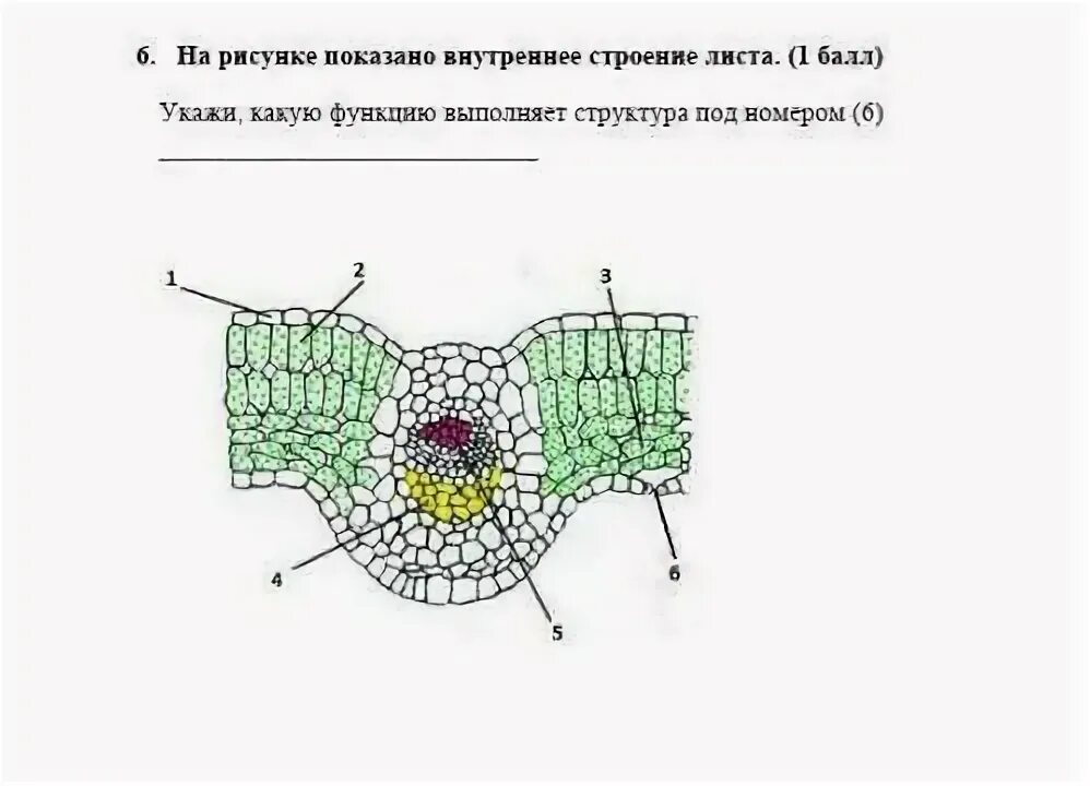 Структура изображенная на рисунке выполняет функцию