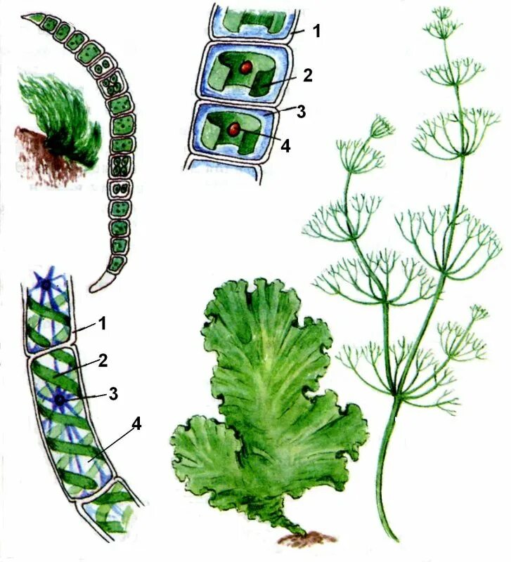Многоклеточные водоросли улотрикс. Зеленые водоросли улотрикс. Улотрикс (Ulothrix). Улотрикс ризоиды.