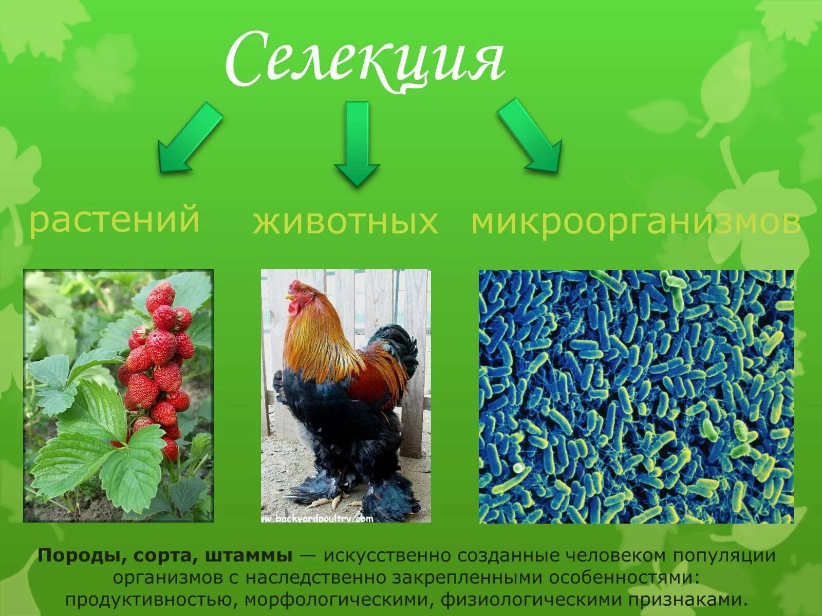 Селекция культурных растений. Сорта растений селекция. Селекция это в биологии. Методы селекции растений мичурина. Селекция презентация.