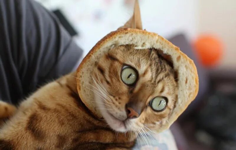 Включи самый лучший кот. Коты приколы. коты смешно. самые самые смешные коты. лучшие приколы с котами.