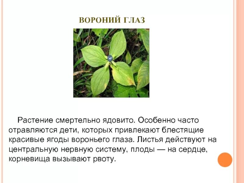 Опасные растения для человека и животных. Ядовитые растения. опасные растения для человека. растения которые опасны для человека. растения опасные для че.
