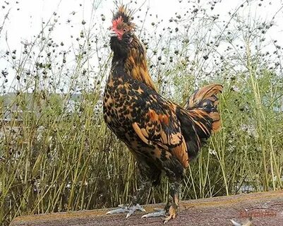 Куры польской породы